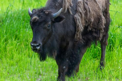 Bison at the Zoo