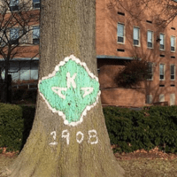 AKA Tree at Howard University